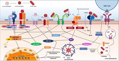 Microglia Response During Parkinson’s Disease: Alpha-Synuclein Intervention